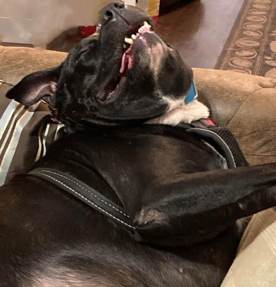 Hey Pandas, Post A Picture Of Your Pet Pulling Its Silliest Face (Closed) Hey Pandas, Post A Picture Of Your Pet Pulling Its Silliest Face (Closed)