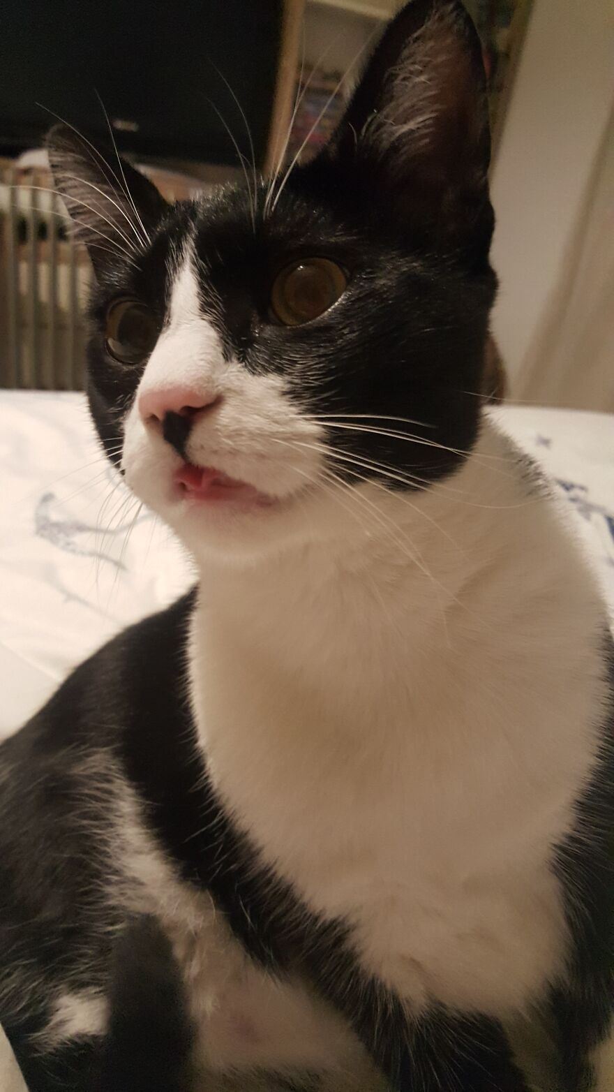 Hey Pandas, Post A Picture Of Your Pet Pulling Its Silliest Face (Closed) Hey Pandas, Post A Picture Of Your Pet Pulling Its Silliest Face (Closed)