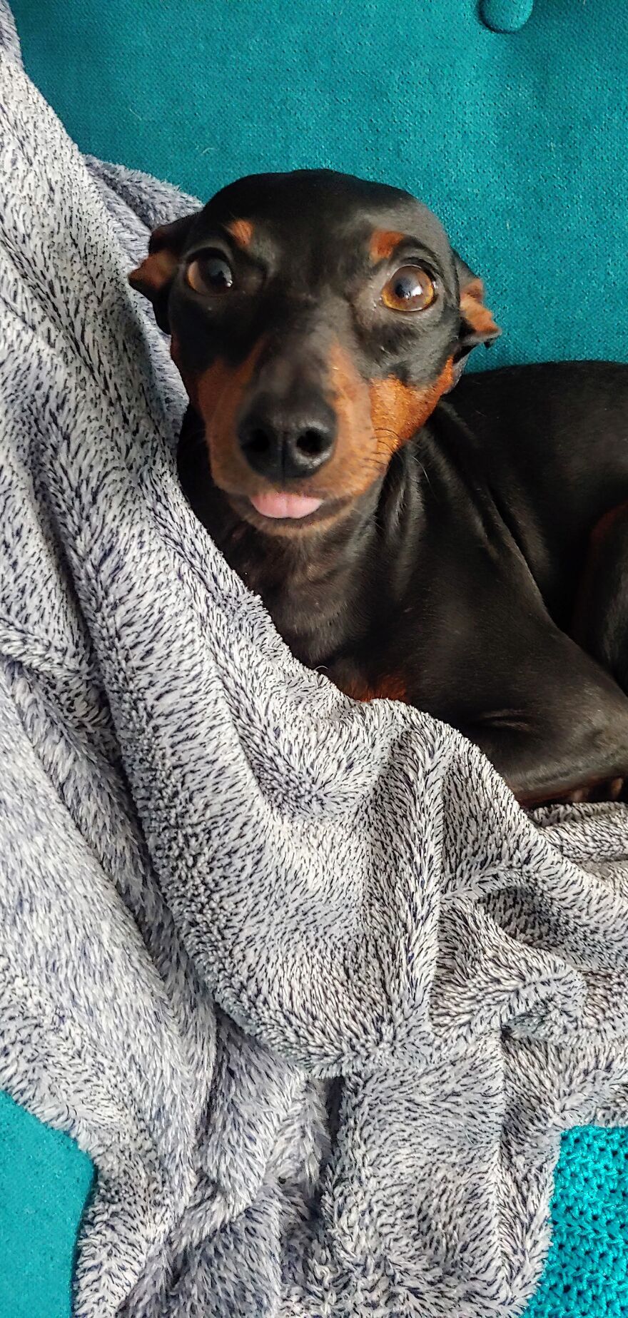 Hey Pandas, Post A Picture Of Your Pet Pulling Its Silliest Face (Closed) Hey Pandas, Post A Picture Of Your Pet Pulling Its Silliest Face (Closed)