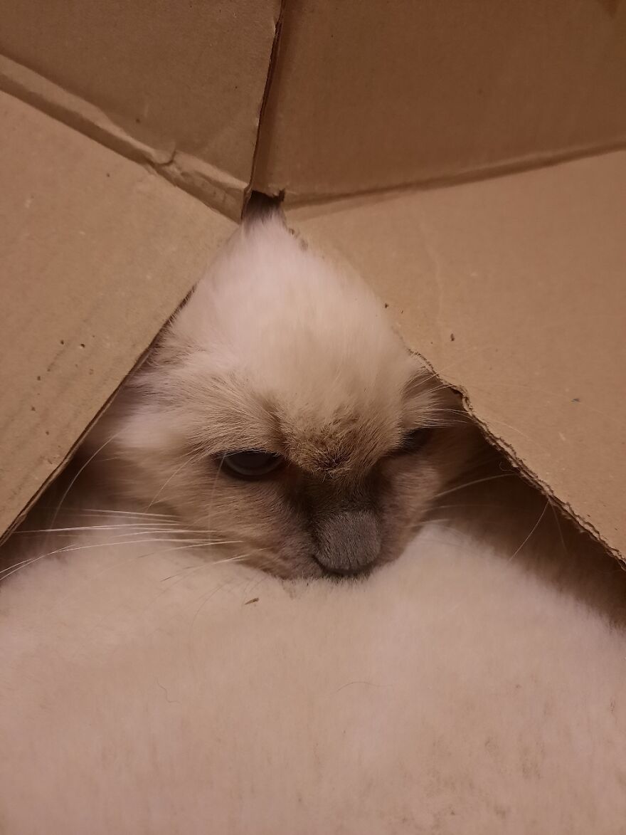 Hey Pandas, Post A Picture Of Your Pet Pulling Its Silliest Face (Closed) Hey Pandas, Post A Picture Of Your Pet Pulling Its Silliest Face (Closed)