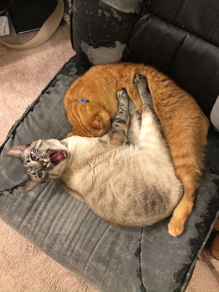 Hey Pandas, Post A Picture Of Your Pet Pulling Its Silliest Face (Closed) Hey Pandas, Post A Picture Of Your Pet Pulling Its Silliest Face (Closed)