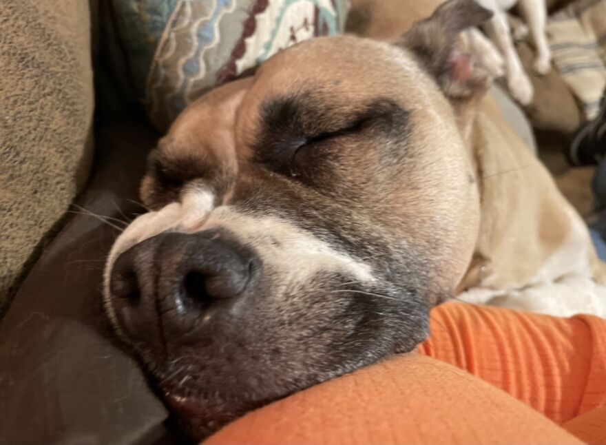 Hey Pandas, Post A Picture Of Your Pet Pulling Its Silliest Face (Closed) Hey Pandas, Post A Picture Of Your Pet Pulling Its Silliest Face (Closed)