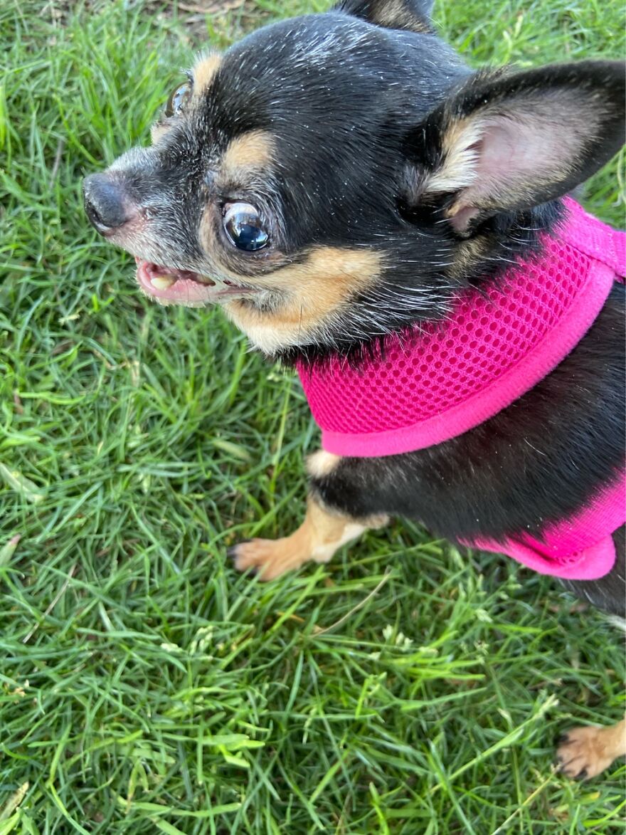 Hey Pandas, Post A Picture Of Your Pet Pulling Its Silliest Face (Closed) Hey Pandas, Post A Picture Of Your Pet Pulling Its Silliest Face (Closed)