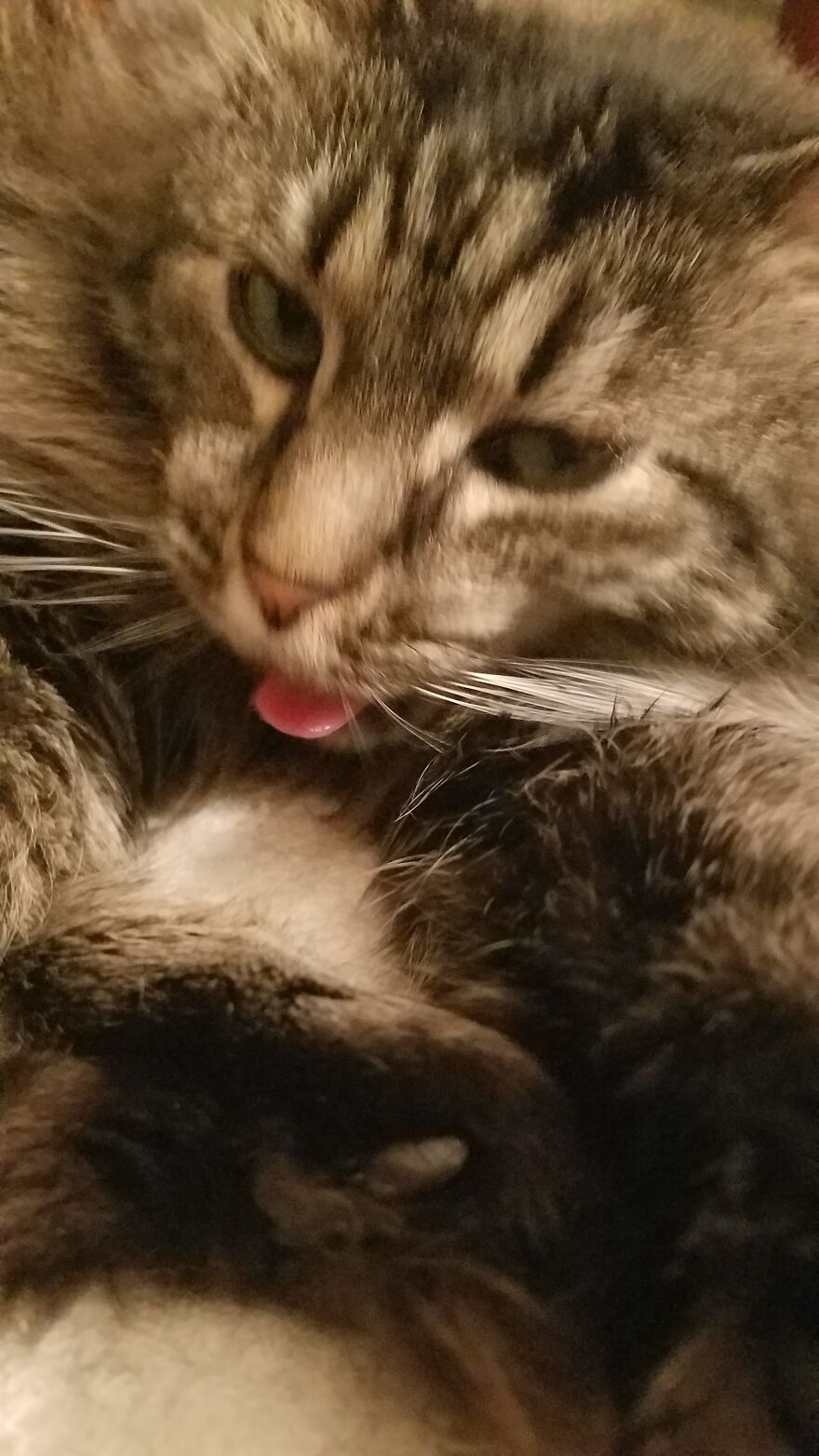 Hey Pandas, Post A Picture Of Your Pet Pulling Its Silliest Face (Closed) Hey Pandas, Post A Picture Of Your Pet Pulling Its Silliest Face (Closed)