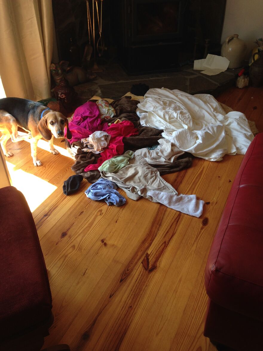 Hey Pandas, Post A Picture Of Your Pet Pulling Its Silliest Face (Closed) Hey Pandas, Post A Picture Of Your Pet Pulling Its Silliest Face (Closed)