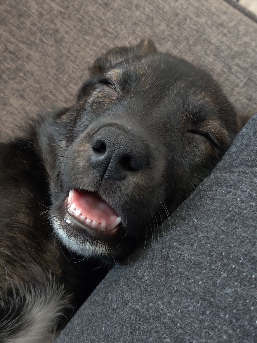 Hey Pandas, Post A Picture Of Your Pet Pulling Its Silliest Face (Closed) Hey Pandas, Post A Picture Of Your Pet Pulling Its Silliest Face (Closed)