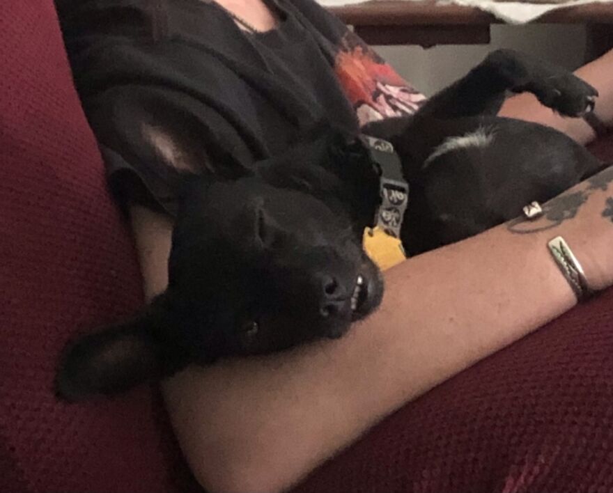 Hey Pandas, Post A Picture Of Your Pet Pulling Its Silliest Face (Closed) Hey Pandas, Post A Picture Of Your Pet Pulling Its Silliest Face (Closed)