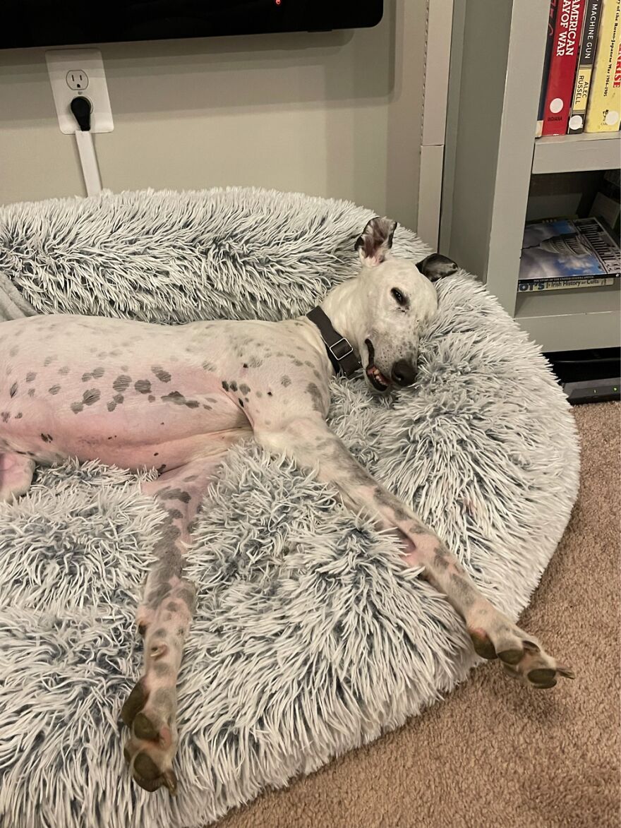 Hey Pandas, Post A Picture Of Your Pet Pulling Its Silliest Face (Closed) Hey Pandas, Post A Picture Of Your Pet Pulling Its Silliest Face (Closed)