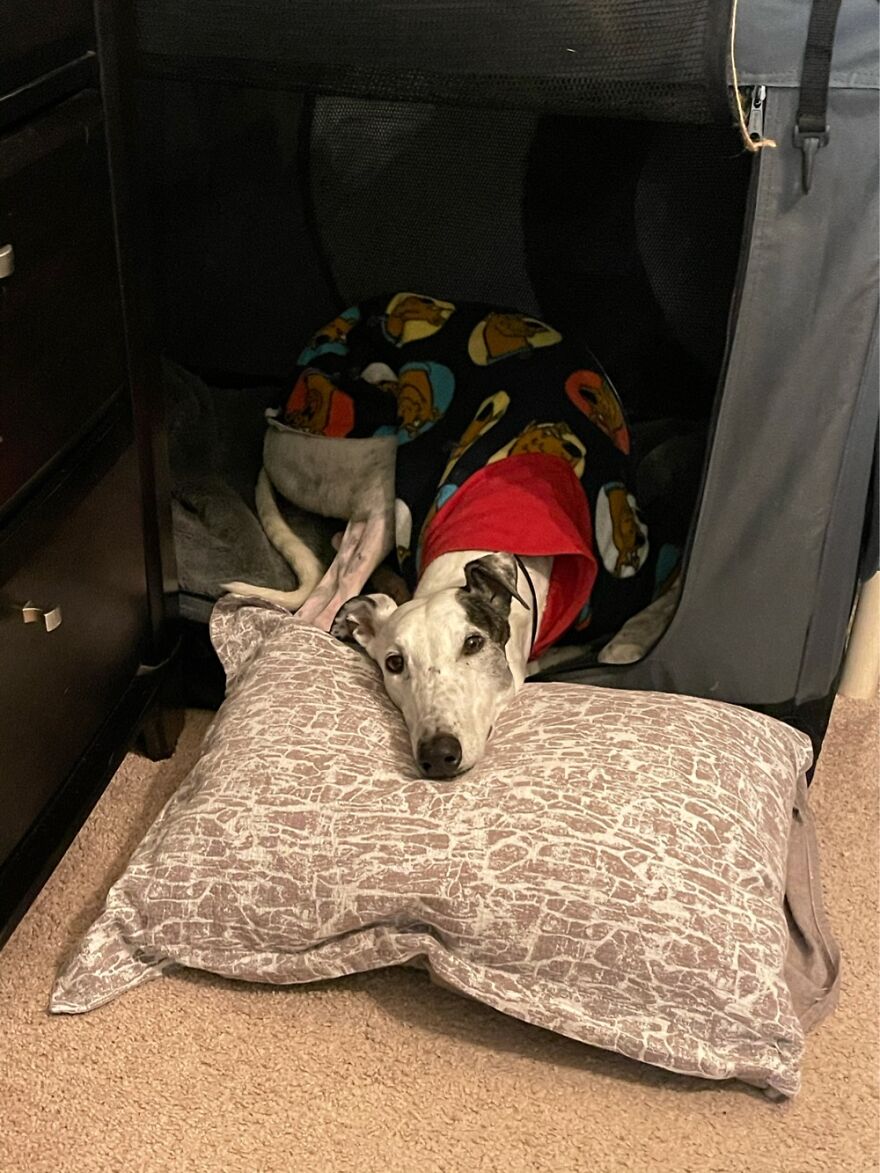 Hey Pandas, Post A Picture Of Your Pet Pulling Its Silliest Face (Closed) Hey Pandas, Post A Picture Of Your Pet Pulling Its Silliest Face (Closed)