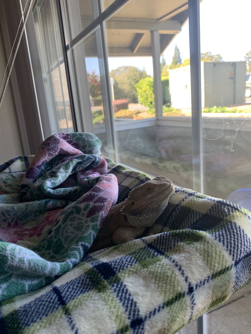 Hey Pandas, Post A Picture Of Your Pet Pulling Its Silliest Face (Closed) Hey Pandas, Post A Picture Of Your Pet Pulling Its Silliest Face (Closed)