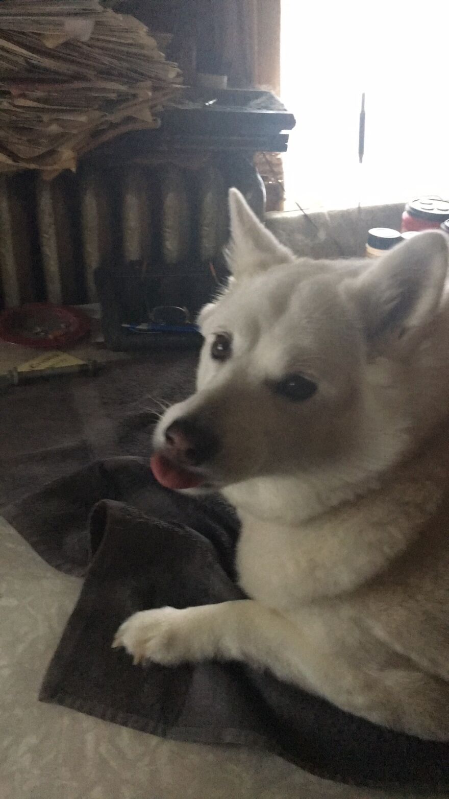 Hey Pandas, Post A Picture Of Your Pet Pulling Its Silliest Face (Closed) Hey Pandas, Post A Picture Of Your Pet Pulling Its Silliest Face (Closed)