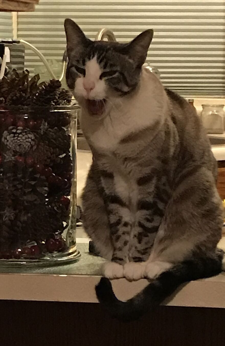 Hey Pandas, Post A Picture Of Your Pet Pulling Its Silliest Face (Closed) Hey Pandas, Post A Picture Of Your Pet Pulling Its Silliest Face (Closed)