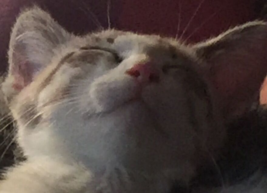 Hey Pandas, Post A Picture Of Your Pet Pulling Its Silliest Face (Closed) Hey Pandas, Post A Picture Of Your Pet Pulling Its Silliest Face (Closed)