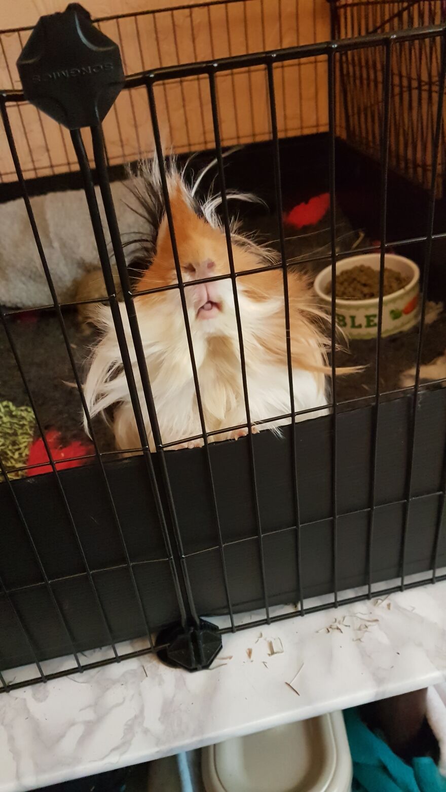 Hey Pandas, Post A Picture Of Your Pet Pulling Its Silliest Face (Closed) Hey Pandas, Post A Picture Of Your Pet Pulling Its Silliest Face (Closed)