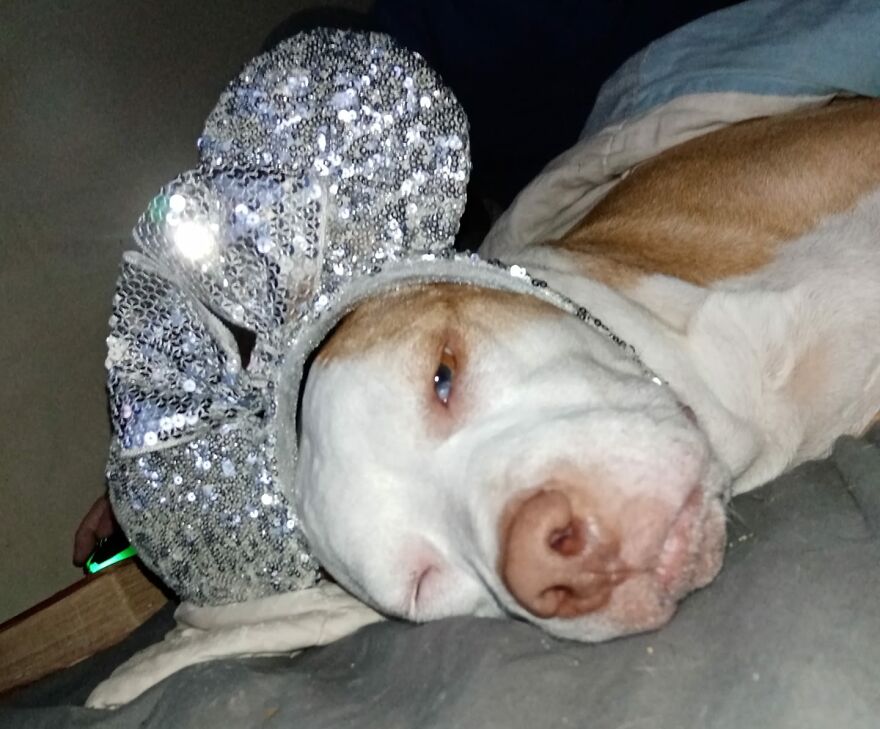 Hey Pandas, Post A Picture Of Your Pet Pulling Its Silliest Face (Closed) Hey Pandas, Post A Picture Of Your Pet Pulling Its Silliest Face (Closed)