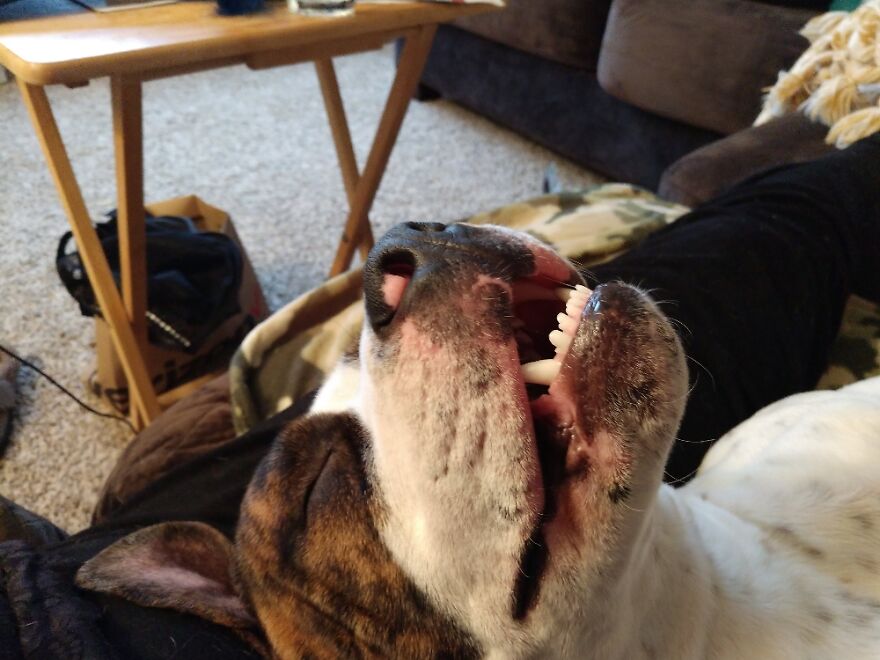 Hey Pandas, Post A Picture Of Your Pet Pulling Its Silliest Face (Closed) Hey Pandas, Post A Picture Of Your Pet Pulling Its Silliest Face (Closed)