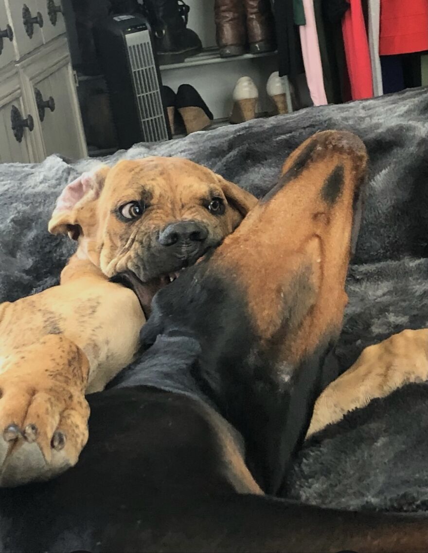 Hey Pandas, Post A Picture Of Your Pet Pulling Its Silliest Face (Closed) Hey Pandas, Post A Picture Of Your Pet Pulling Its Silliest Face (Closed)