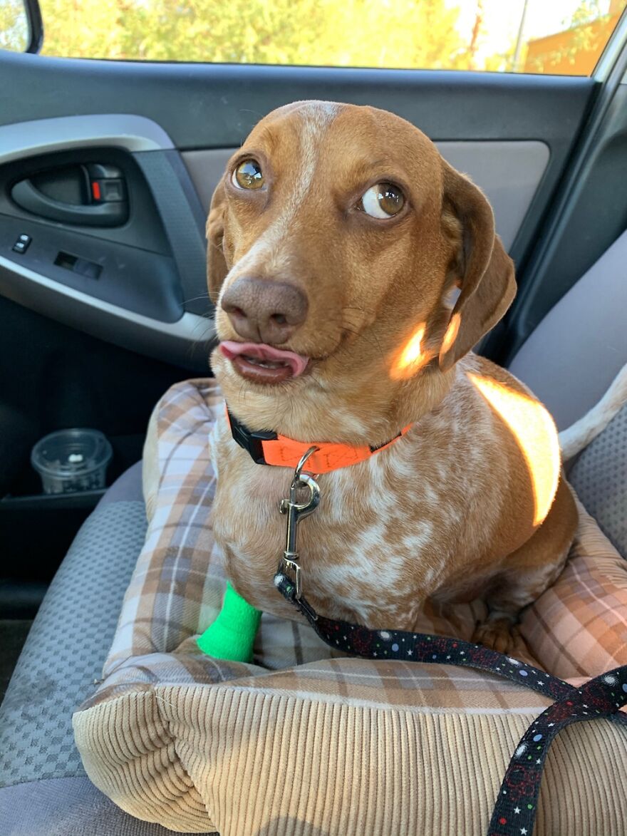 Hey Pandas, Post A Picture Of Your Pet Pulling Its Silliest Face (Closed) Hey Pandas, Post A Picture Of Your Pet Pulling Its Silliest Face (Closed)