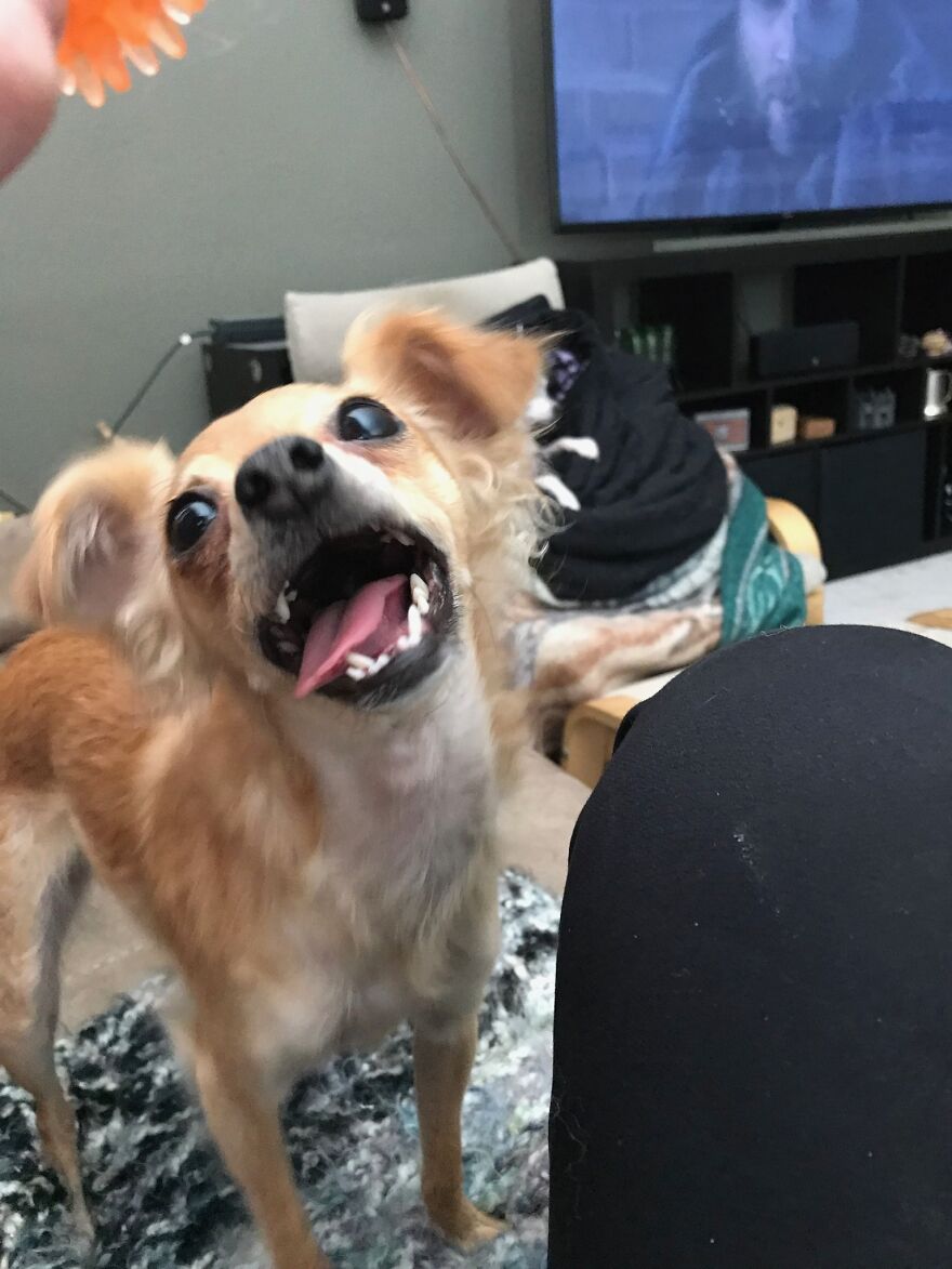 Hey Pandas, Post A Picture Of Your Pet Pulling Its Silliest Face (Closed) Hey Pandas, Post A Picture Of Your Pet Pulling Its Silliest Face (Closed)