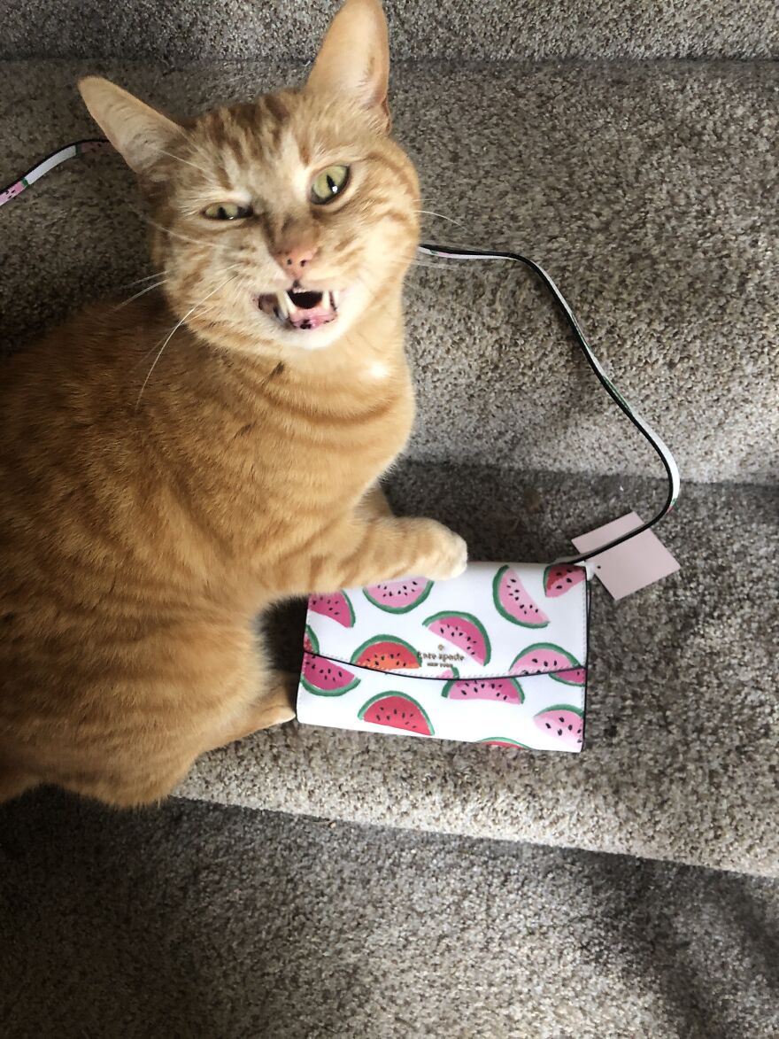 Hey Pandas, Post A Picture Of Your Pet Pulling Its Silliest Face (Closed) Hey Pandas, Post A Picture Of Your Pet Pulling Its Silliest Face (Closed)