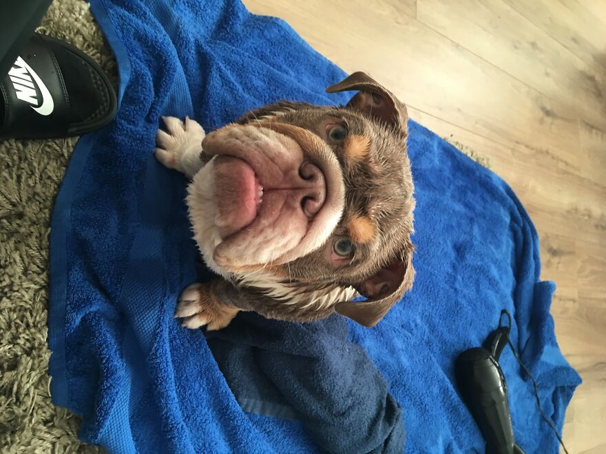 Hey Pandas, Post A Picture Of Your Pet Pulling Its Silliest Face (Closed) Hey Pandas, Post A Picture Of Your Pet Pulling Its Silliest Face (Closed)