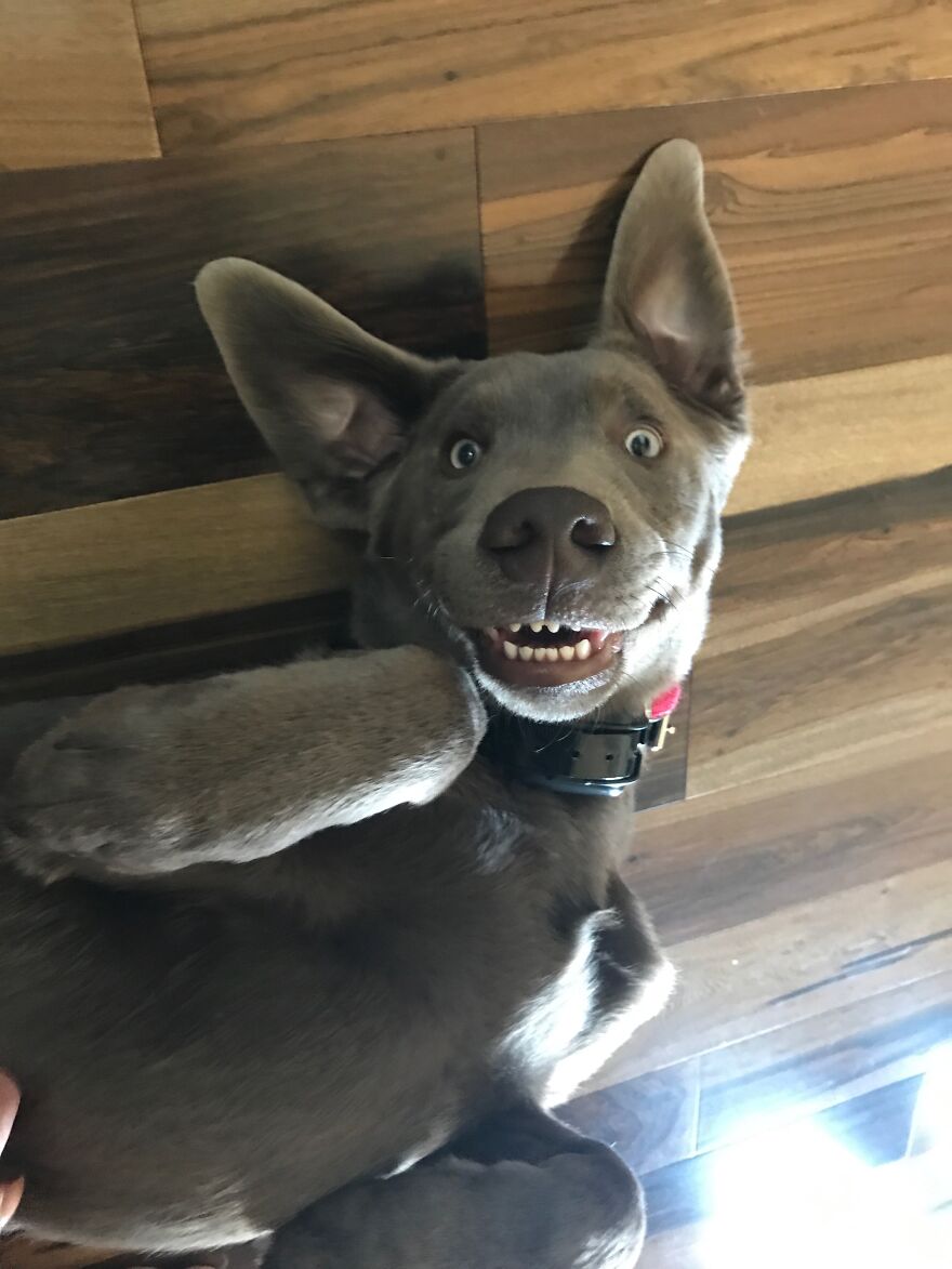 Hey Pandas, Post A Picture Of Your Pet Pulling Its Silliest Face (Closed) Hey Pandas, Post A Picture Of Your Pet Pulling Its Silliest Face (Closed)