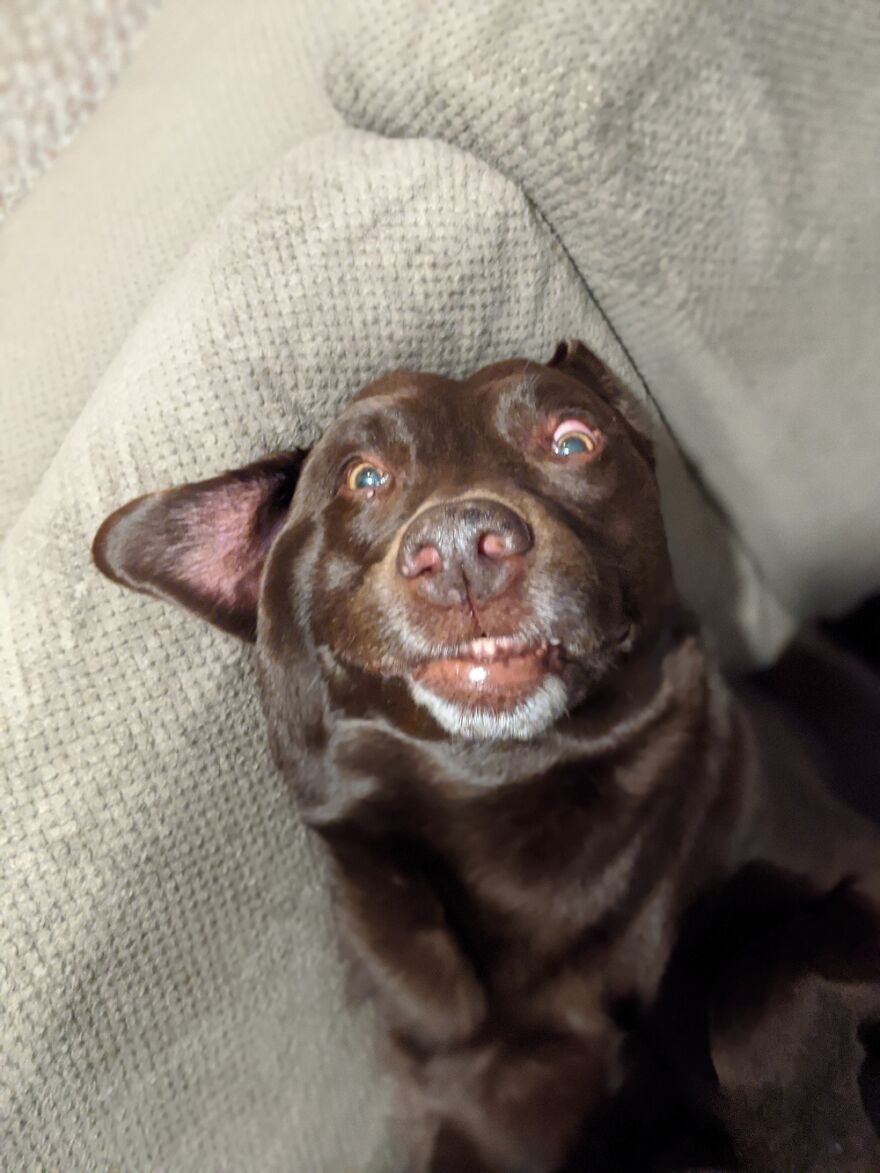 Hey Pandas, Post A Picture Of Your Pet Pulling Its Silliest Face (Closed) Hey Pandas, Post A Picture Of Your Pet Pulling Its Silliest Face (Closed)