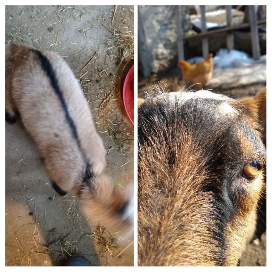 Hey Pandas, Post A Picture Of Your Pet Pulling Its Silliest Face (Closed) Hey Pandas, Post A Picture Of Your Pet Pulling Its Silliest Face (Closed)