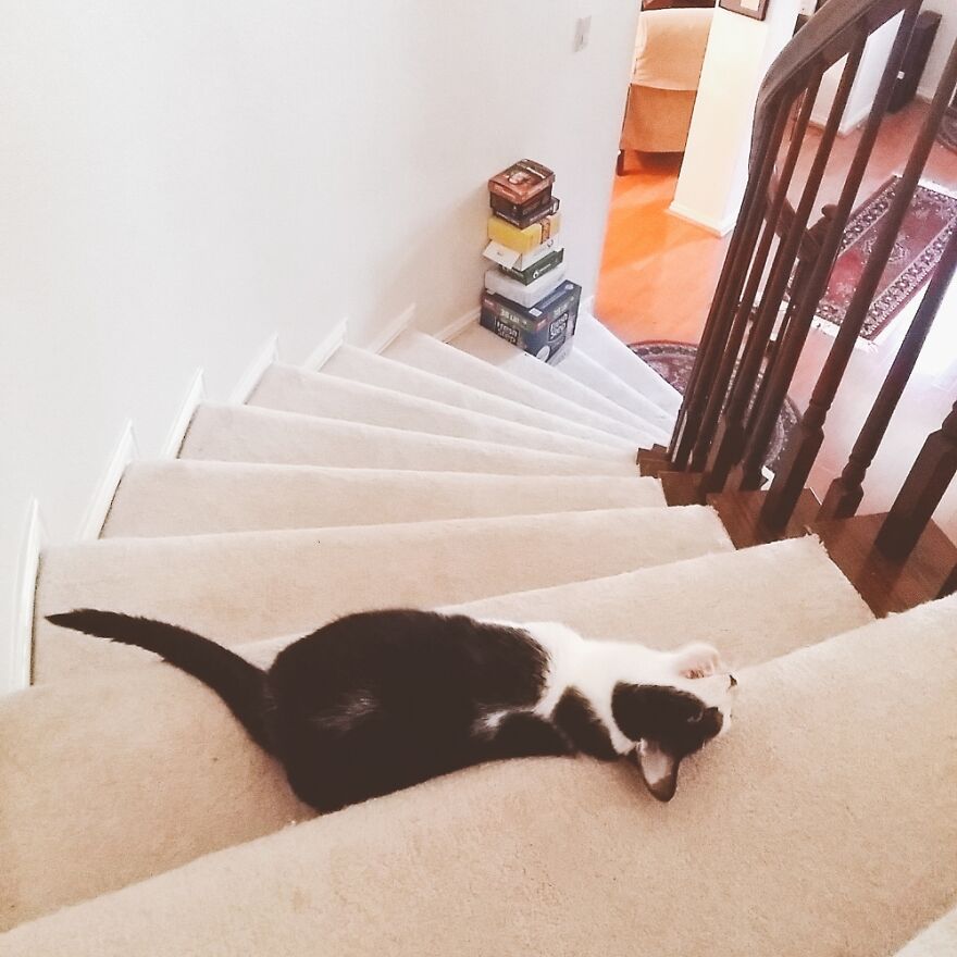 Hey Pandas, Post A Picture Of Your Pet Pulling Its Silliest Face (Closed) Hey Pandas, Post A Picture Of Your Pet Pulling Its Silliest Face (Closed)