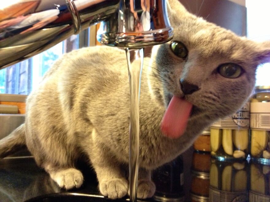 Hey Pandas, Post A Picture Of Your Pet Pulling Its Silliest Face (Closed) Hey Pandas, Post A Picture Of Your Pet Pulling Its Silliest Face (Closed)