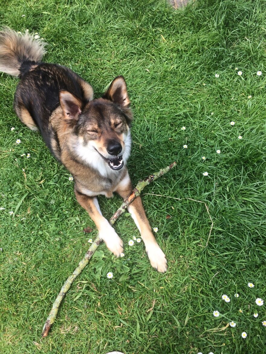 Hey Pandas, Post A Picture Of Your Pet Pulling Its Silliest Face (Closed) Hey Pandas, Post A Picture Of Your Pet Pulling Its Silliest Face (Closed)