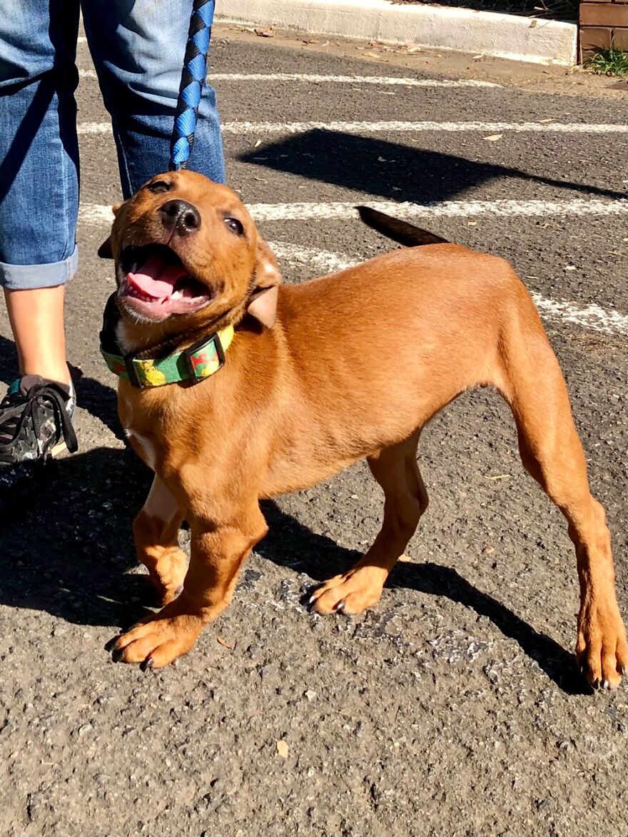 Hey Pandas, Post A Picture Of Your Pet Pulling Its Silliest Face (Closed) Hey Pandas, Post A Picture Of Your Pet Pulling Its Silliest Face (Closed)
