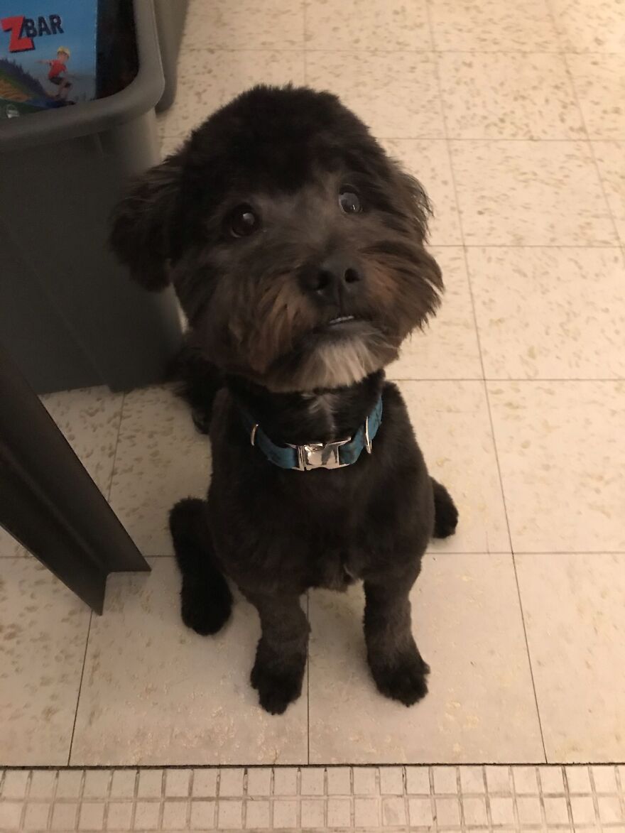 Hey Pandas, Post A Picture Of Your Pet Pulling Its Silliest Face (Closed) Hey Pandas, Post A Picture Of Your Pet Pulling Its Silliest Face (Closed)