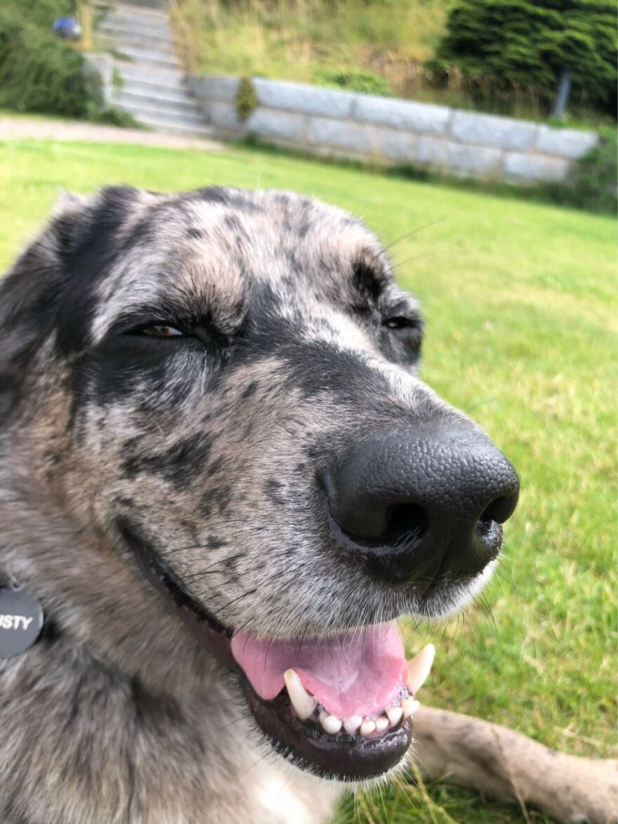 Hey Pandas, Post A Picture Of Your Pet Pulling Its Silliest Face (Closed) Hey Pandas, Post A Picture Of Your Pet Pulling Its Silliest Face (Closed)