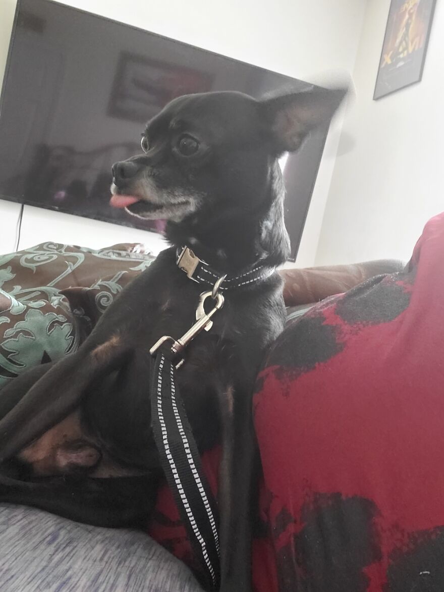 Hey Pandas, Post A Picture Of Your Pet Pulling Its Silliest Face (Closed) Hey Pandas, Post A Picture Of Your Pet Pulling Its Silliest Face (Closed)