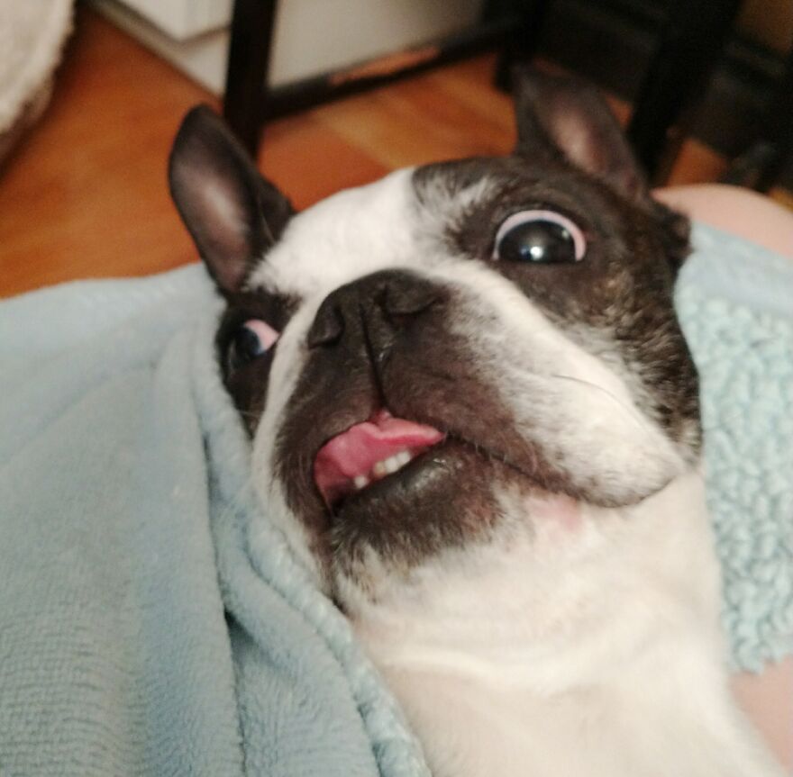 Hey Pandas, Post A Picture Of Your Pet Pulling Its Silliest Face (Closed) Hey Pandas, Post A Picture Of Your Pet Pulling Its Silliest Face (Closed)