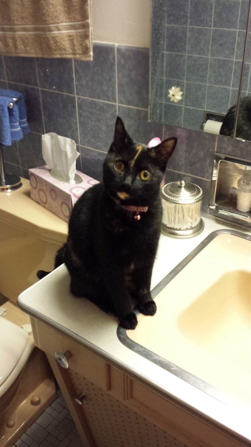 Hey Pandas, Post A Picture Of Your Pet Pulling Its Silliest Face (Closed) Hey Pandas, Post A Picture Of Your Pet Pulling Its Silliest Face (Closed)