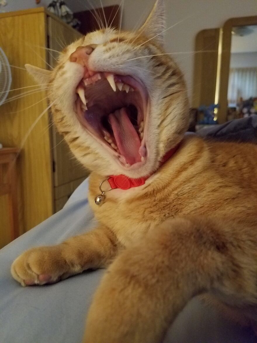 Hey Pandas, Post A Picture Of Your Pet Pulling Its Silliest Face (Closed) Hey Pandas, Post A Picture Of Your Pet Pulling Its Silliest Face (Closed)