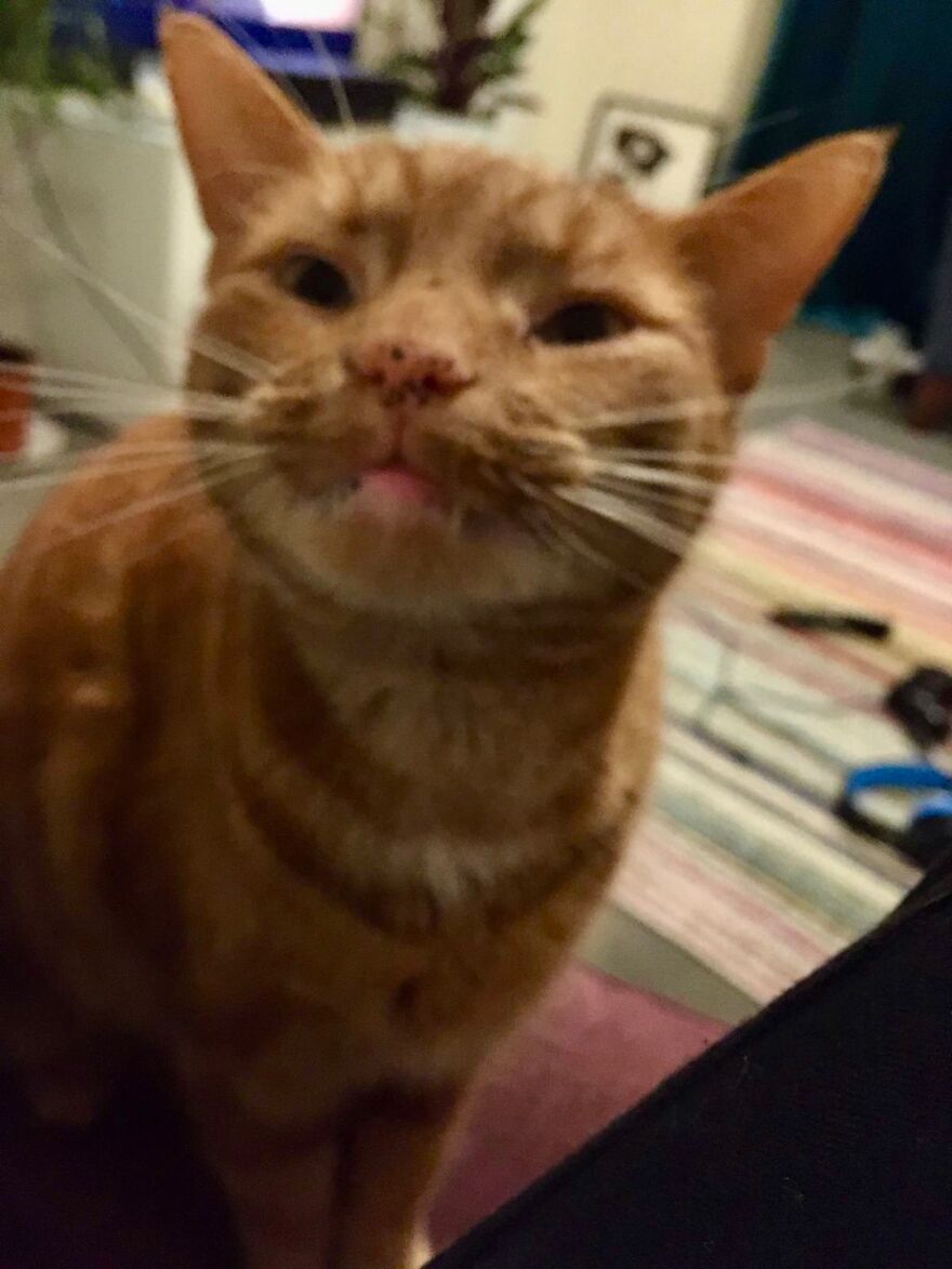 Hey Pandas, Post A Picture Of Your Pet Pulling Its Silliest Face (Closed) Hey Pandas, Post A Picture Of Your Pet Pulling Its Silliest Face (Closed)