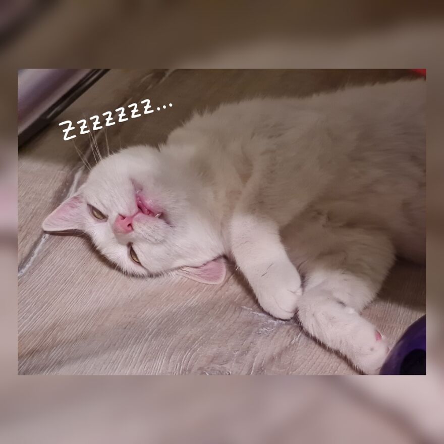 Hey Pandas, Post A Picture Of Your Pet Pulling Its Silliest Face (Closed) Hey Pandas, Post A Picture Of Your Pet Pulling Its Silliest Face (Closed)