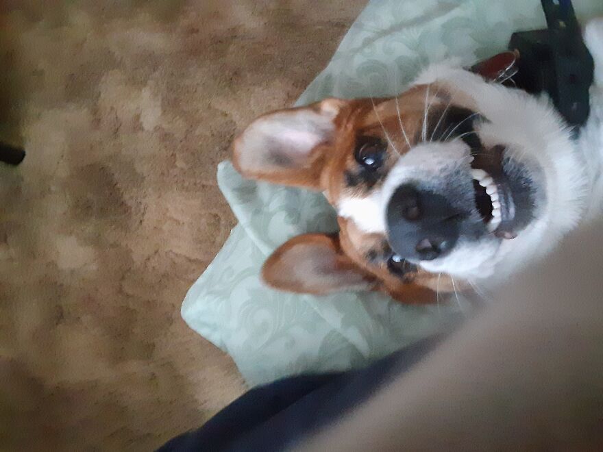 Hey Pandas, Post A Picture Of Your Pet Pulling Its Silliest Face (Closed) Hey Pandas, Post A Picture Of Your Pet Pulling Its Silliest Face (Closed)