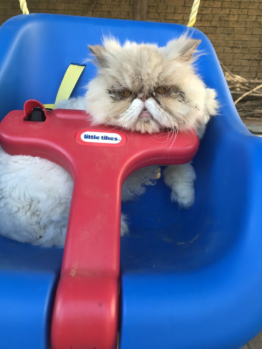 Hey Pandas, Post A Picture Of Your Pet Pulling Its Silliest Face (Closed) Hey Pandas, Post A Picture Of Your Pet Pulling Its Silliest Face (Closed)