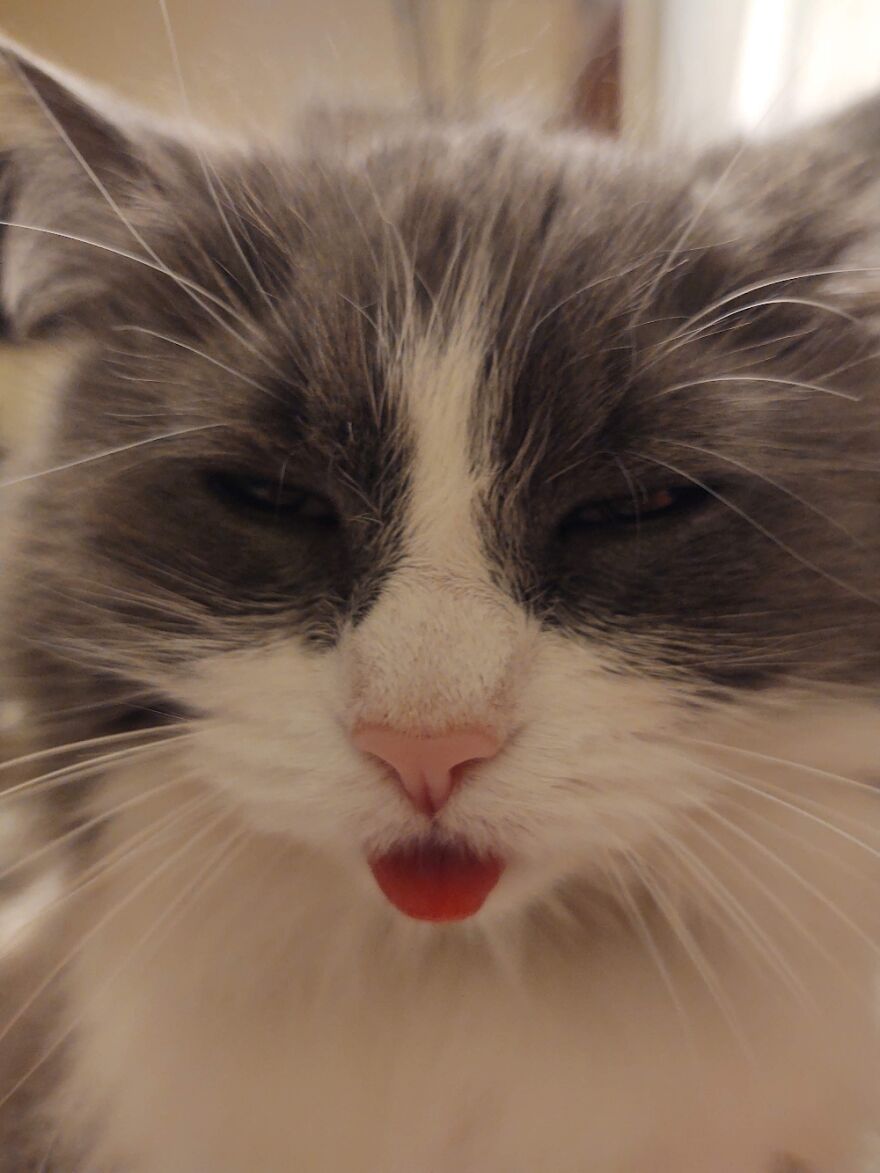 Hey Pandas, Post A Picture Of Your Pet Pulling Its Silliest Face (Closed) Hey Pandas, Post A Picture Of Your Pet Pulling Its Silliest Face (Closed)