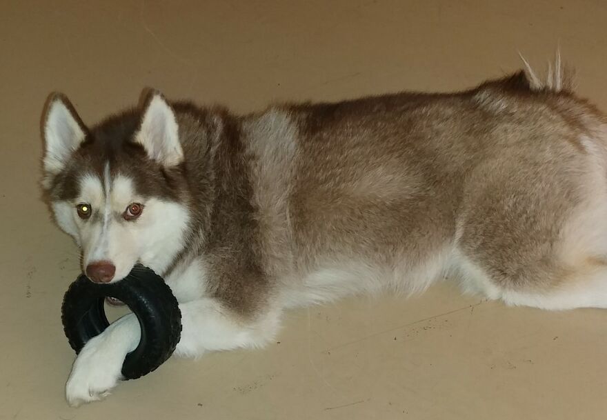 Hey Pandas, Post A Picture Of Your Pet Pulling Its Silliest Face (Closed) Hey Pandas, Post A Picture Of Your Pet Pulling Its Silliest Face (Closed)