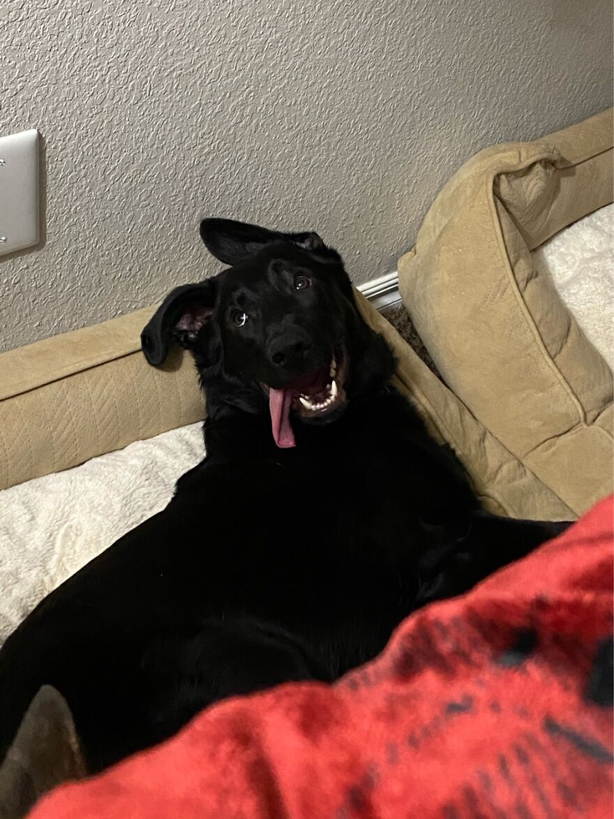 Hey Pandas, Post A Picture Of Your Pet Pulling Its Silliest Face (Closed) Hey Pandas, Post A Picture Of Your Pet Pulling Its Silliest Face (Closed)