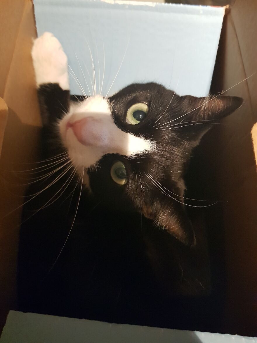 Hey Pandas, Post A Picture Of Your Pet Pulling Its Silliest Face (Closed) Hey Pandas, Post A Picture Of Your Pet Pulling Its Silliest Face (Closed)