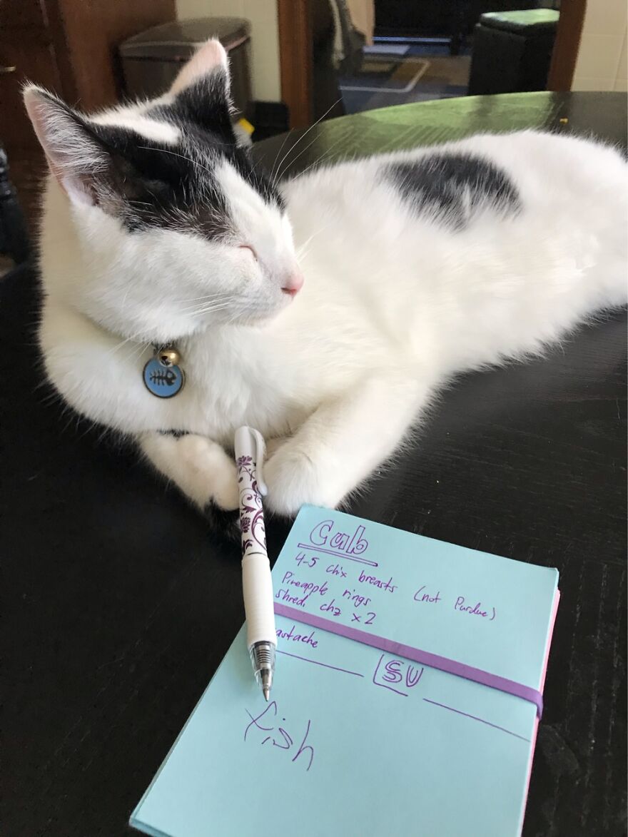 Hey Pandas, Post A Picture Of Your Pet Pulling Its Silliest Face (Closed) Hey Pandas, Post A Picture Of Your Pet Pulling Its Silliest Face (Closed)