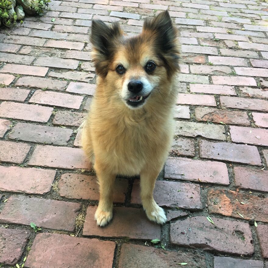 Hey Pandas, Post A Picture Of Your Pet Pulling Its Silliest Face (Closed) Hey Pandas, Post A Picture Of Your Pet Pulling Its Silliest Face (Closed)