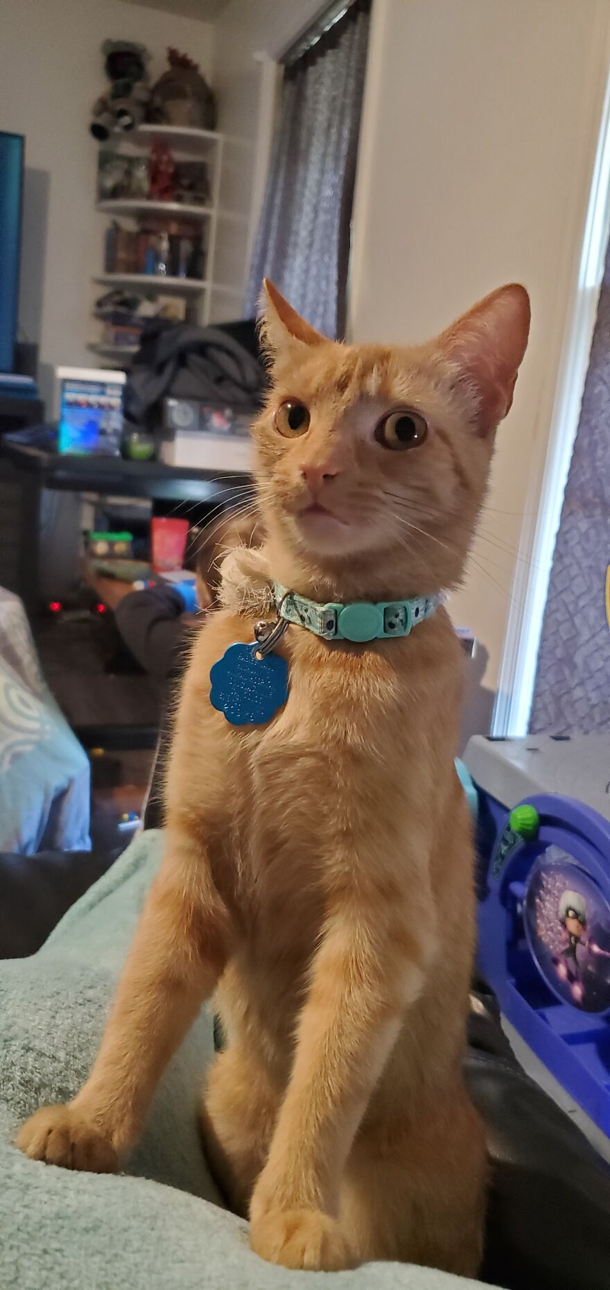 Hey Pandas, Post A Picture Of Your Pet Pulling Its Silliest Face (Closed) Hey Pandas, Post A Picture Of Your Pet Pulling Its Silliest Face (Closed)