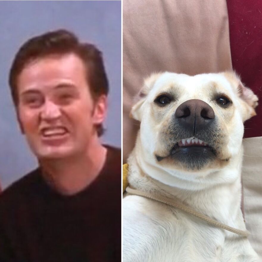 Hey Pandas, Post A Picture Of Your Pet Pulling Its Silliest Face (Closed) Hey Pandas, Post A Picture Of Your Pet Pulling Its Silliest Face (Closed)